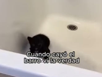 F2603007 Be a hero. Adopt. (Part 2)