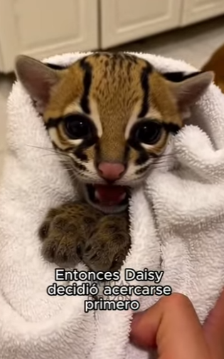 F2603005 Your best friend is waiting at the shelter. (Part 2)