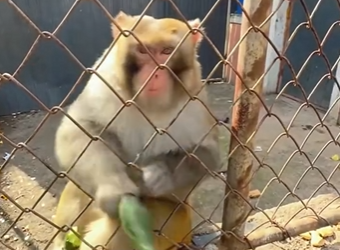 A2203003 A very short tempered monkey (Part 2)