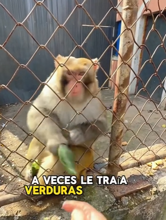 A2203003 A very short tempered monkey (Part 2)