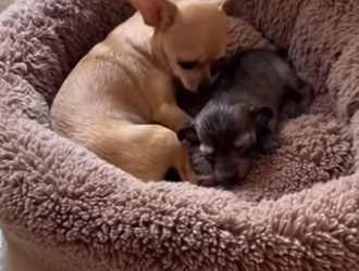 F2603006 Make a difference. Adopt a stray today. 🐾 (Part 2)