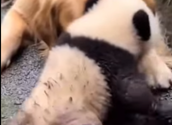 F2603009 Compassion is the best fashion. (Part 2)