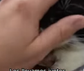 F2603008 You can’t buy love, but you can rescue it. (Part 2)