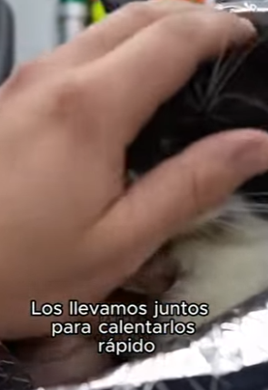 F2603008 You can’t buy love, but you can rescue it. (Part 2)