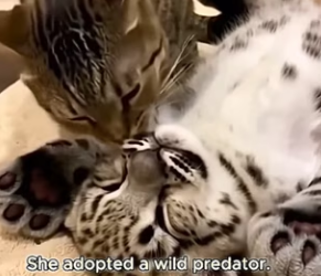 L2303003 This cat brought home someone thinking it was a little brother…..but it was NOT a kitten! (Part 2)