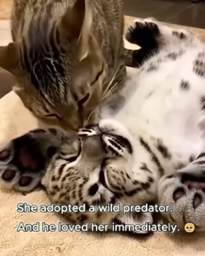 L2303003 This cat brought home someone thinking it was a little brother…..but it was NOT a kitten! (Part 2)