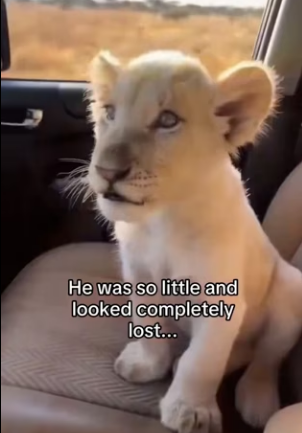 L2503001 The Ghost of the Savannah (Part 2)