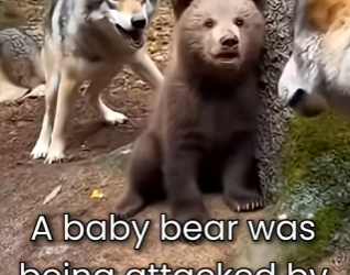 L2503003 While a bear cub was about to be mauled by a pack of hungry wolves, this forest ranger (Part 2)