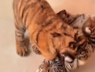 A2203005 “How One Dog United a Tiger and a Lion Like Siblings” (Part 2)