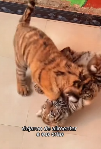 A2203005 “How One Dog United a Tiger and a Lion Like Siblings” (Part 2)