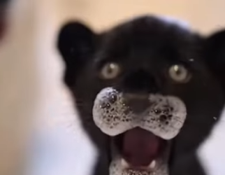 D2503001 I regret sending it away so much, but I really had no other choice What would you do if you were in (Part 2)