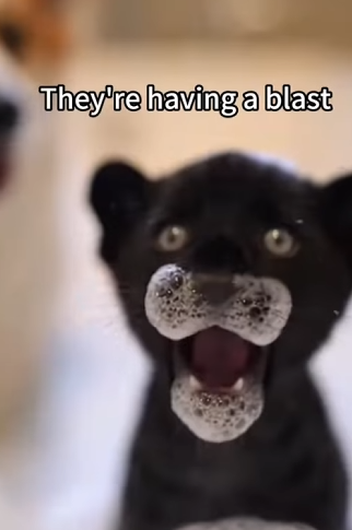 D2503001 I regret sending it away so much, but I really had no other choice What would you do if you were in (Part 2)