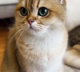 D2503005 Do you think it was right for me to let the snow leopard go (Part 2)