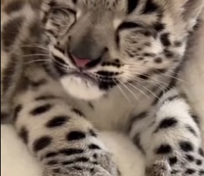 D2503004 Do you think I did the right thing by letting the snow leopard go (Part 2)