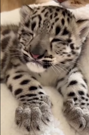 D2503004 Do you think I did the right thing by letting the snow leopard go (Part 2)