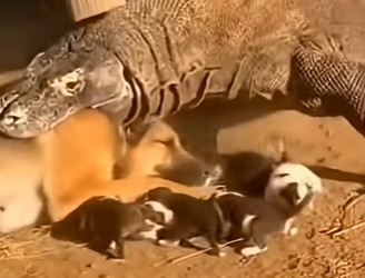 R2503002 A Komodo Dragon Took a Mother Dog — Then the Herd Dogs Arrived (Part 2)