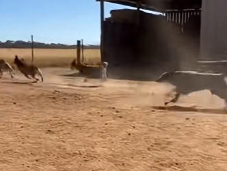 R2503001 Dogs Dug Into the Ground — And Found a Stolen Kitten (Part 2)