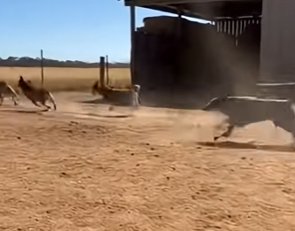 R2503001 Dogs Dug Into the Ground — And Found a Stolen Kitten (Part 2)