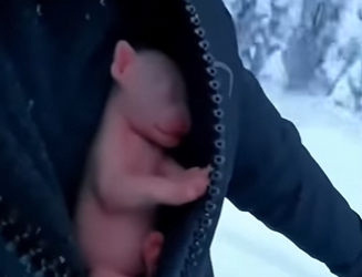 K2503004 Deep in the frozen peaks of the Himalayas, this leopard cub found new friends who gave him a second (Part 2)