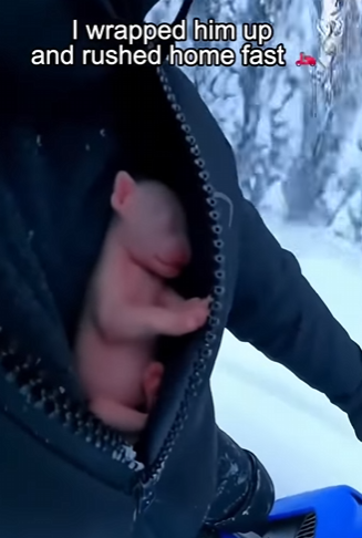 K2503004 Deep in the frozen peaks of the Himalayas, this leopard cub found new friends who gave him a second (Part 2)