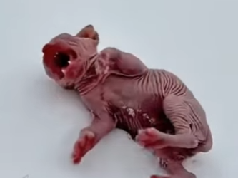 K2503002 Rejected (Part 2)