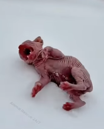 K2503002 Rejected (Part 2)