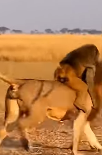 R2503005 A Lion and Baboon United to Save a Rabbit (Part 2)