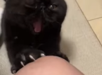 A2203001 ¿Le guardará rencor un gatito y buscará vengarse de las bromas que le hagas (Part 2)