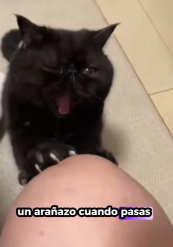 A2203001 ¿Le guardará rencor un gatito y buscará vengarse de las bromas que le hagas (Part 2)