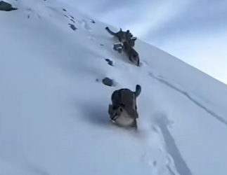 R2503003 Snow Leopards Stormed a Bear Den to Save a Wolf (Part 2)