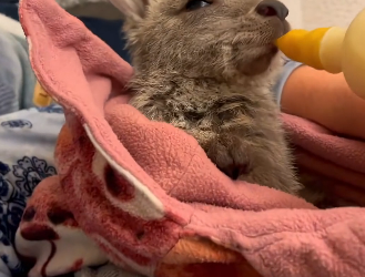 D2603002 Rescue baby kangaroo (Part 2)