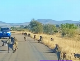 A2703004 A leopard and more than 50 baboons (Part 2)