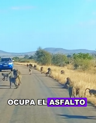 A2703004 A leopard and more than 50 baboons (Part 2)