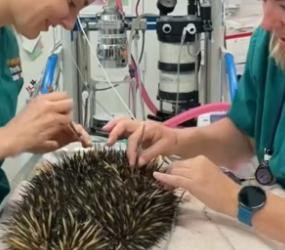 S2004006_My husband rescued an echidna trapped in floodwaters and then… ( PART 2)