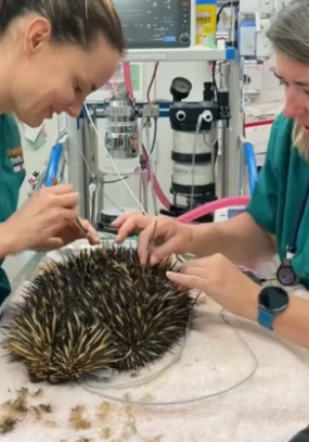 S2004006_My husband rescued an echidna trapped in floodwaters and then… ( PART 2)