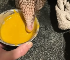 S2004005_My dog brought home an armadillo and the unexpected happened ( PART 2)