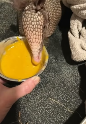 S2004005_My dog brought home an armadillo and the unexpected happened ( PART 2)