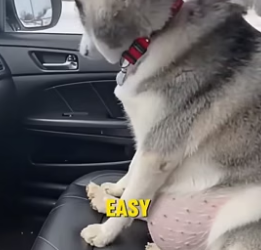T1604004_She Abandoned Her Pregnant Husky in Public ( PART 2)