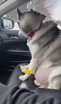 T1604004_She Abandoned Her Pregnant Husky in Public ( PART 2)