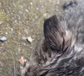 T1804008_this is the story of a cute little kitten that I rescued from the water � ( PART 2)