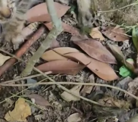 T1804011_the story of a injured kitten but it’s so cute � ( PART 2)