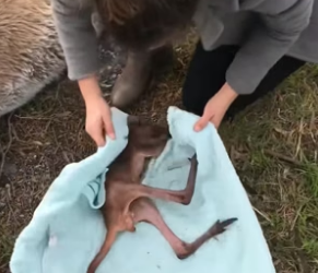 S1904005_A kind lady rescued a baby kangaroo that had lost its mother and then this happened…( PART 2)
