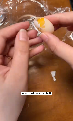 K0304006 I hatched a turtle without a shell…and then ( Part 2)