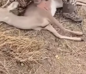 S1804012_Man did this to save a dying deer and a miracle happened #animal #animalsoftiktok #animallover #resc_part2