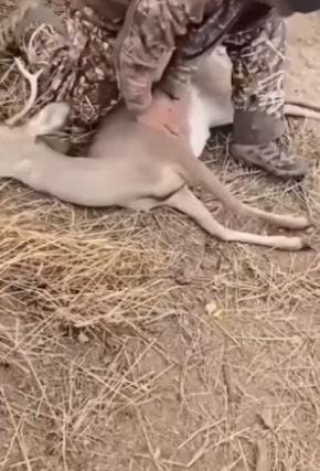 S1804012_Man did this to save a dying deer and a miracle happened #animal #animalsoftiktok #animallover #resc_part2
