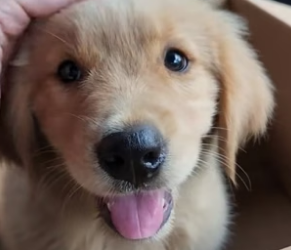 S1804011_Man rescued a lost puppy on the highway and brought it home #animal #animalsoftiktok #animallover #r_part2