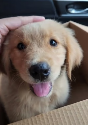 S1804011_Man rescued a lost puppy on the highway and brought it home #animal #animalsoftiktok #animallover #r_part2