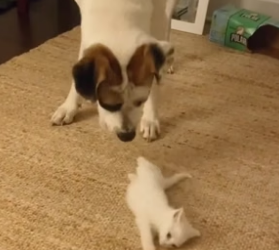 S1804009_I brought home a stray kitten and my dog adopted it (PART 2)