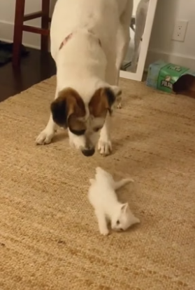 S1804009_I brought home a stray kitten and my dog adopted it (PART 2)