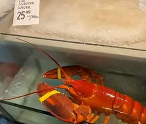 T1904006_He Saved A Giant Lobster From The Fish Market ( PART 2)